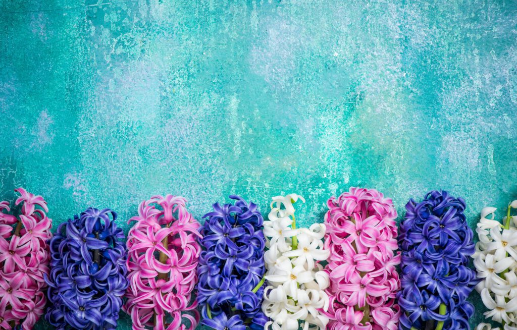 Hyacinth flowers on concrete slate, colorful card mock up