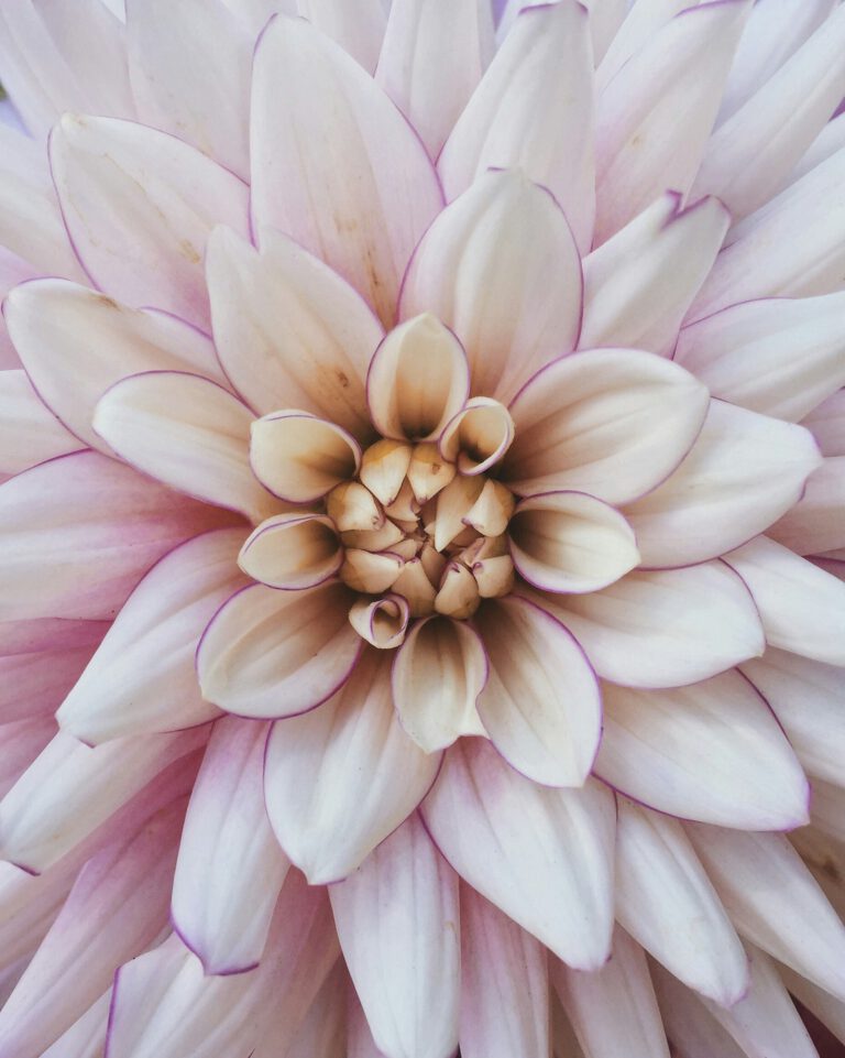 Pink flower