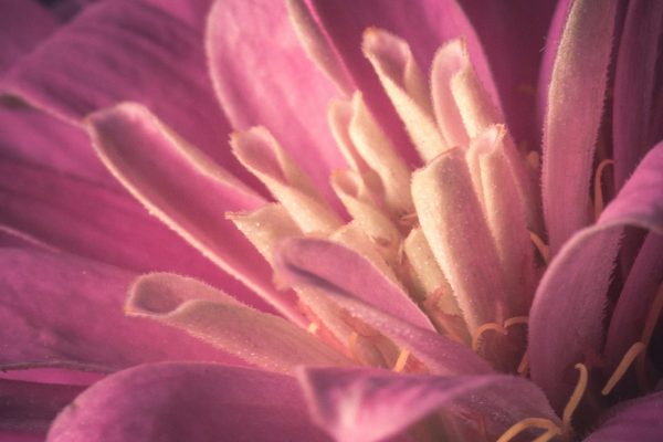 Pretty close up macro shot of a pink flower. Lensbaby Velvet 56 used for a soft glow